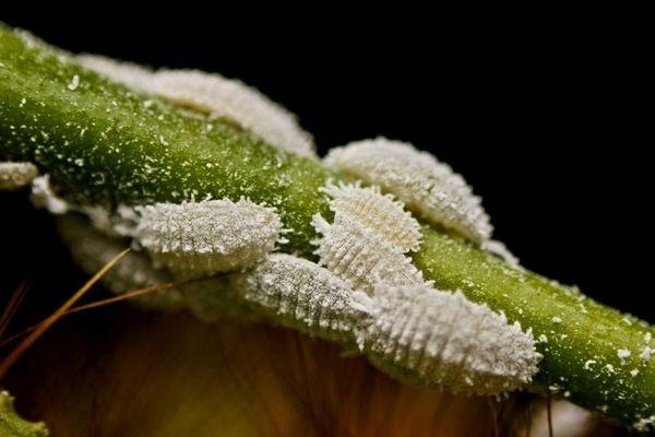 Cochenille