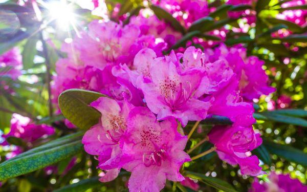 azur rhododendron