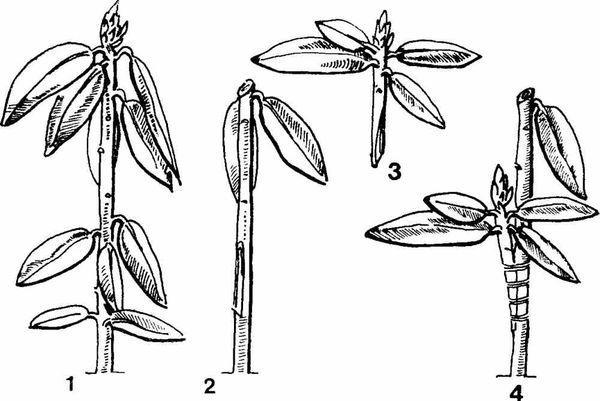 inoculación de azalea