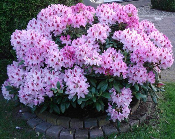 Rhododendrons dans le jardin