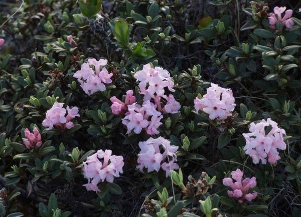 augantys rododendrai