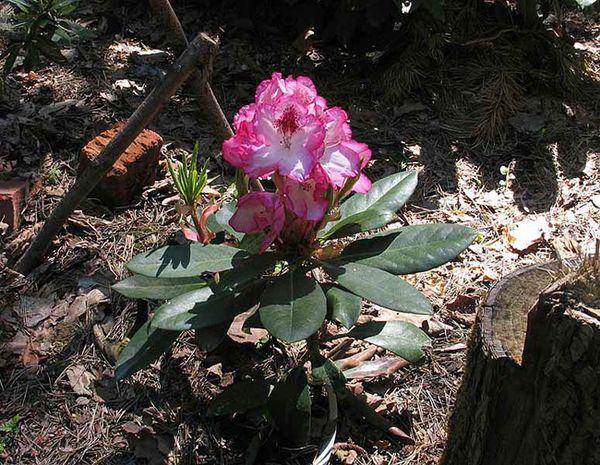 plantar rododendros