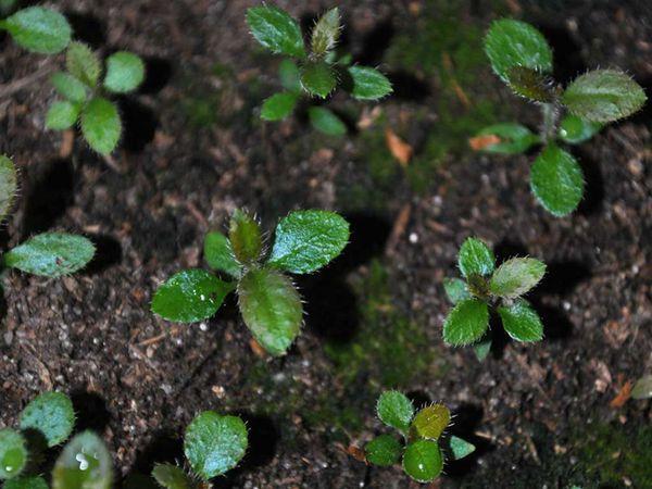 sprouts of rhododendrons