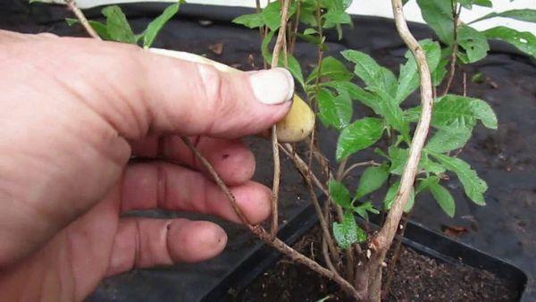 pruning rhododendrons