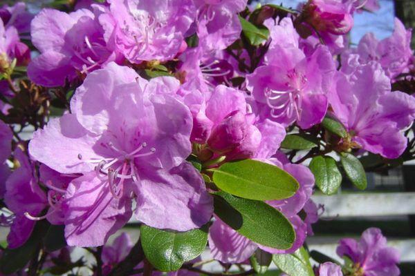 Ledebour rododendrons