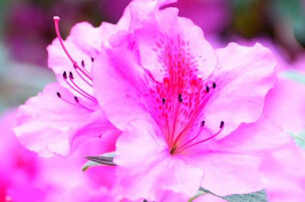 variété de rhododendron