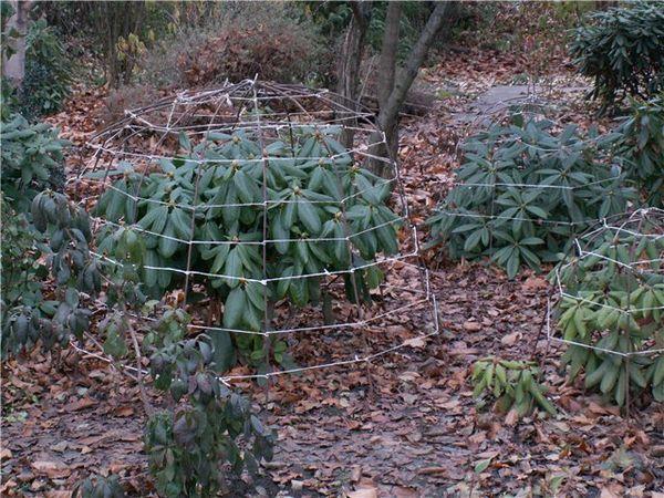 Yakushiman rhododendron