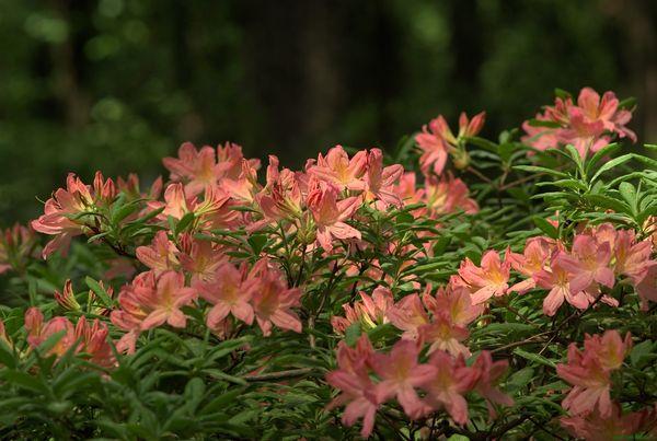 Rododendros - plantas