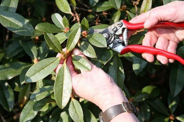 Pruning rhododendron