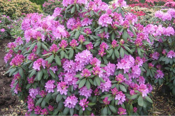 Rhododendron Katevbinsky