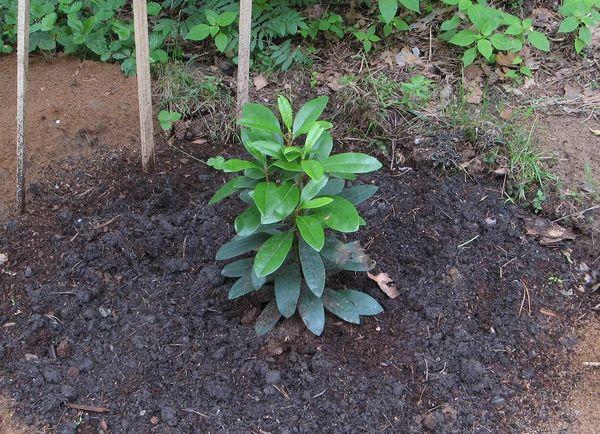 Rhododendrons germés