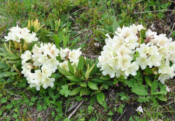 Rododendro Caucásico