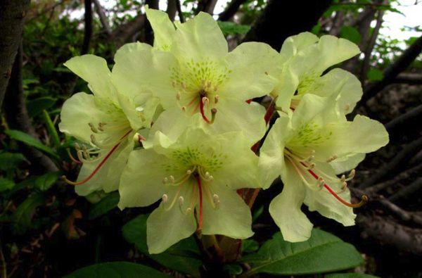 Rhododendron Golden