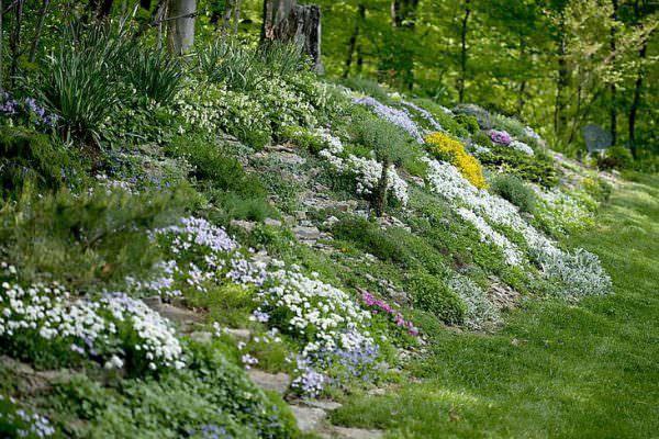 flores en la ladera