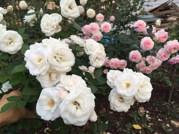 mulching roses