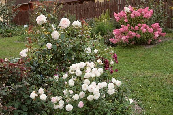 rosas en crecimiento