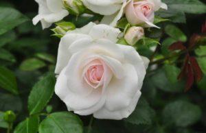 Description of the rose variety Aspirin, cultivation, care and reproduction