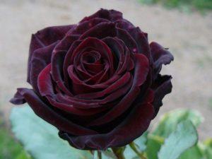 Description and characteristics of black magic roses, planting and care