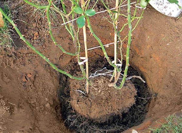 planter une rose