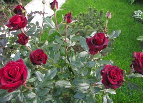 rosas en crecimiento