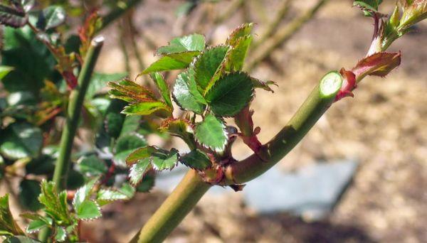 Pruning roses