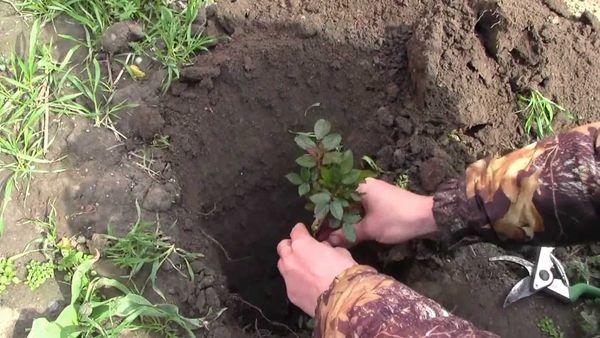 Planting a rose