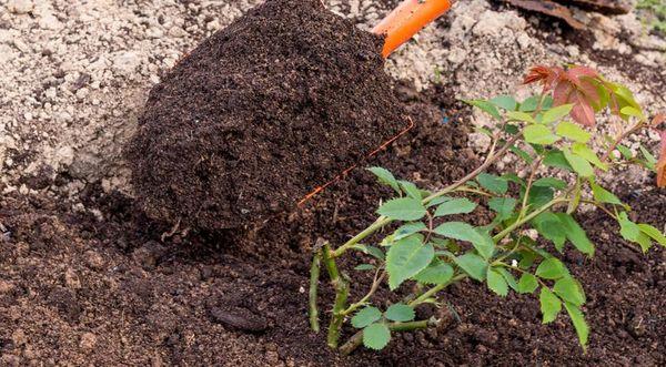 planter de roses