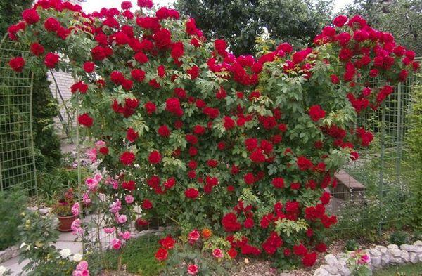 rosas en crecimiento