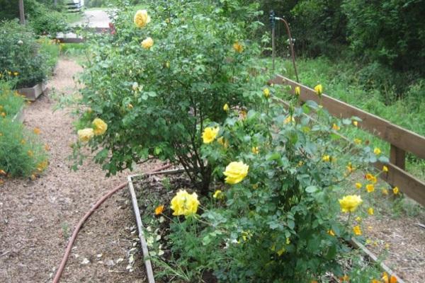 irrigation of shrubs