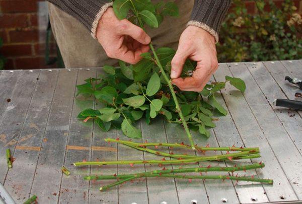 propagation de la rose