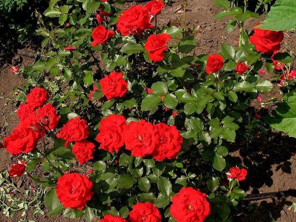 roses rouges