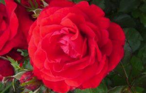 Description and characteristics of the rose variety Nina Weibul, planting and care