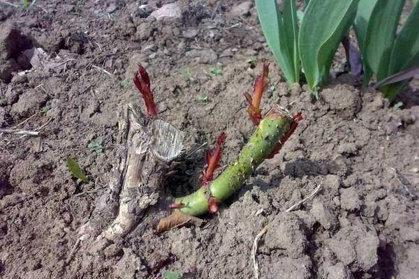 planting a rose