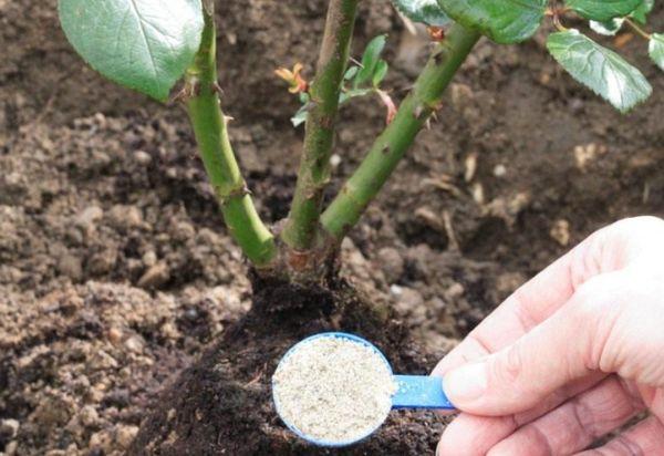 fertilizing roses