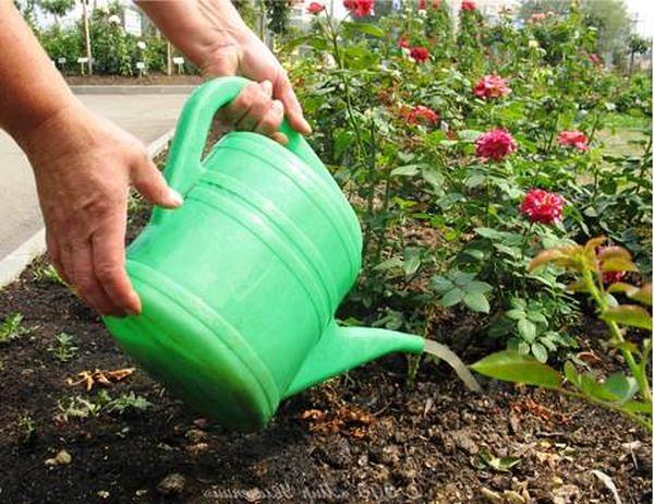 watering roses