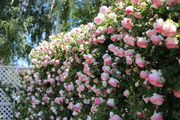 rose sur les clôtures