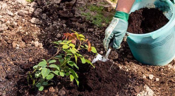 Mulching rosas