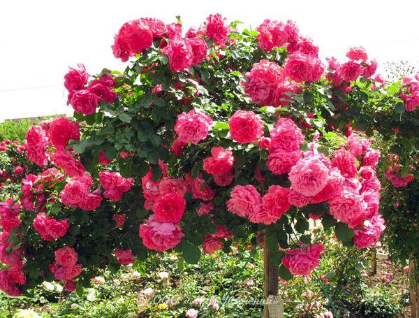 arbol con rosas