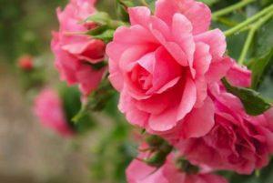 Descripción de la variedad de rosas Rosarium Utersen trepando, plantando y cuidando la planta.