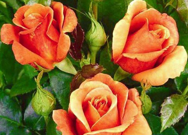 rosas hermosas