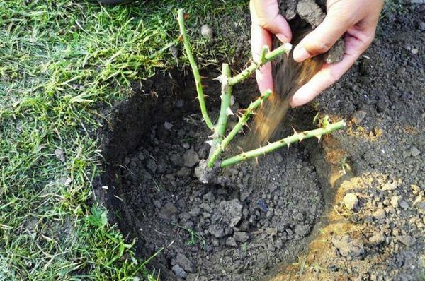 planting a seedling