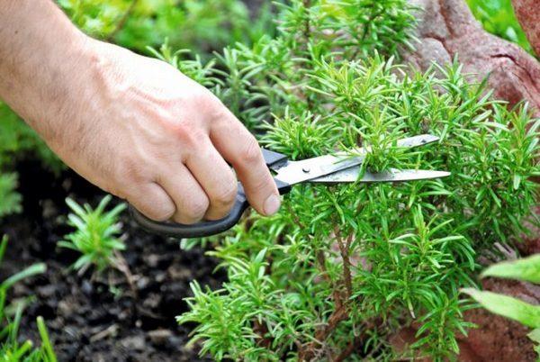 cuidado de las plantas