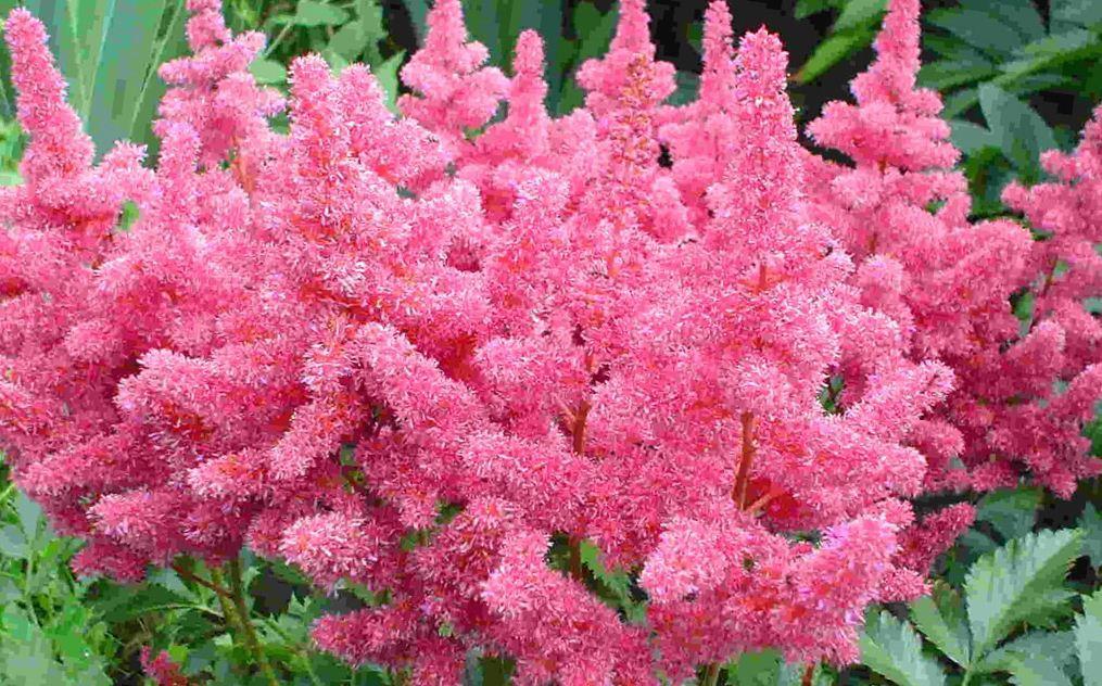 astilbe rozā