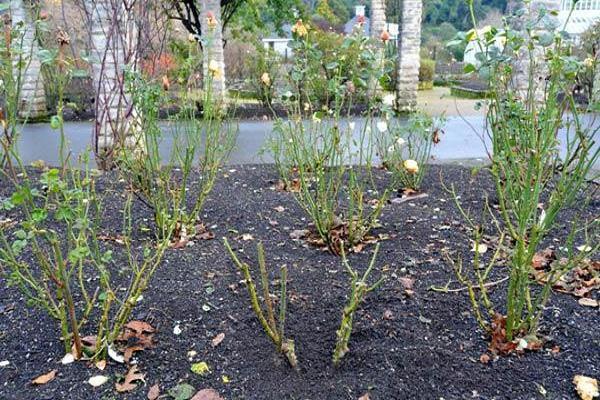 bushes planted