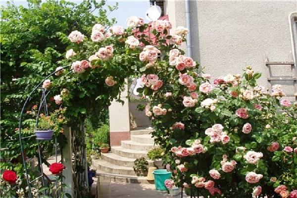 Descriptions of the best varieties of roses of the Climber group and their characteristics, planting and care