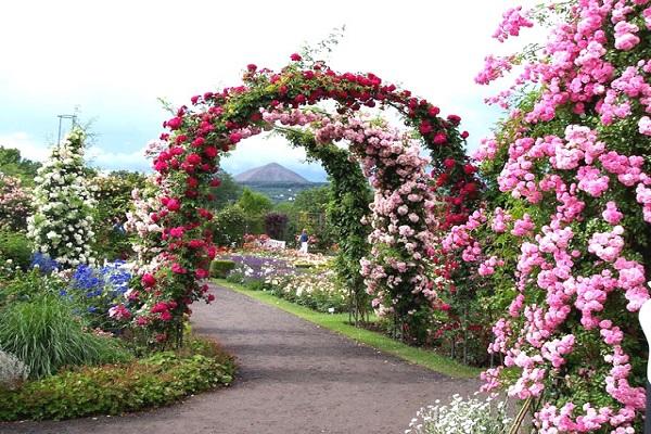 arcs de fleurs