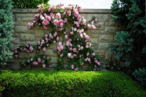 Descriptions des meilleures variétés de roses du groupe Grimpeur et leurs caractéristiques, plantation et entretien