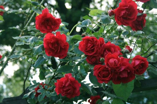 Rose Rouge Rambler