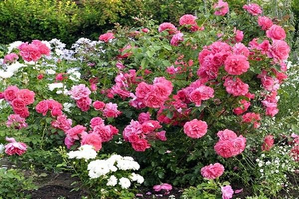 Descriptions of the best varieties of roses of the Climber group and their characteristics, planting and care