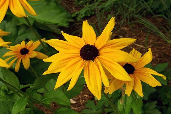 kvetoucí rudbeckia